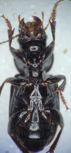 Pangus scaritides